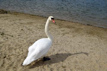 The swan stand on sand. A graceful beautiful adult waterfowl. Wild nature. Natural landscape of eastern Europe.
