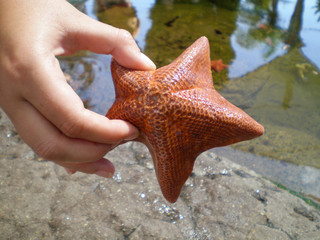 Hand of woman holding real alive red star fish.
