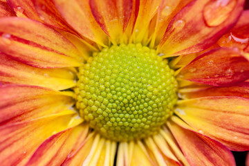 Color Chrysanthemum Flower Isolated on Background.