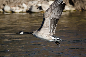 Canada Goose Taking to Flight from the River Water