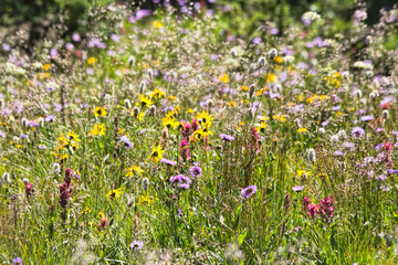Mountain Wildflowers