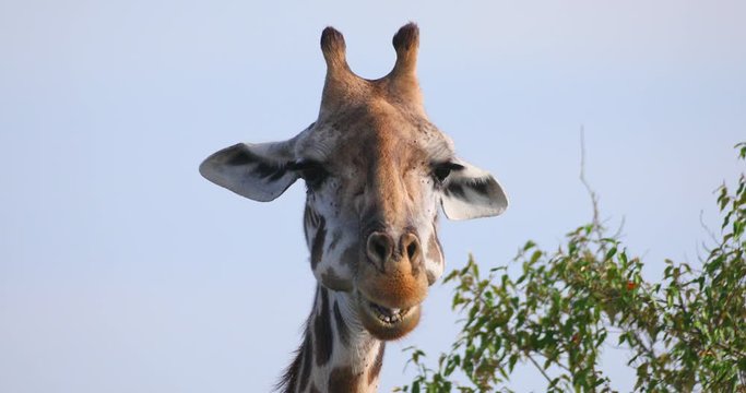 Chewing giraffe