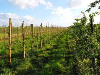 Fototapeta premium Plantation in Germanys largest fruit growing area near Hamburg called Altes Land
