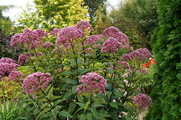 Obraz premium Schöne Staude im Botanischen Garten Christiansberg