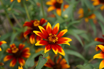 gelb orange farbene Bl&uuml;te in Nahaufnahme