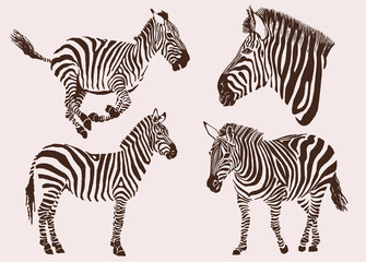 Fototapeta na wymiar Graphical vintage collection of zebras , tattoo and printing illustration