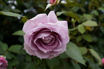 lilafarbene Rosenbl&uuml;te