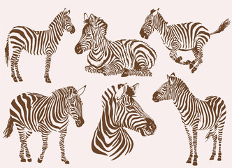 Graphical vintage collection of zebras , tattoo and printing illustration