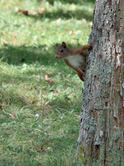 Un &eacute;cureuil roux curieux dans le tr&egrave;s beau jardin des plantes du Mans 