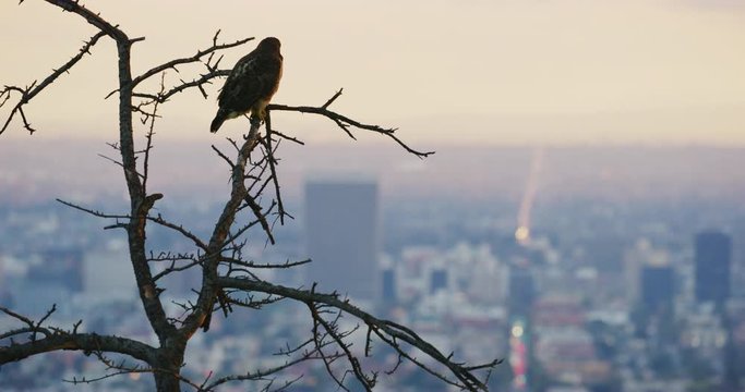 Red tailed hawk seen in Griffith Park, Los Angeles