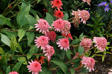 Blumenstaude im Botanischen Garten Christiansberg