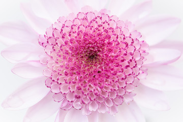 Color Chrysanthemum Flower Isolated on Background.