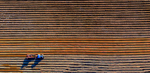Farmer in tractor preparing land with seedbed cultivator in farmlands. Tractor plows a field....