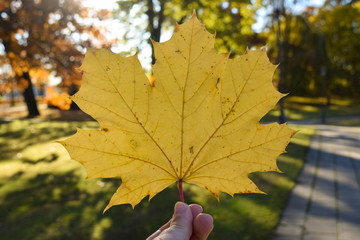 Hand holding up large yellow leaf in the park in the fall