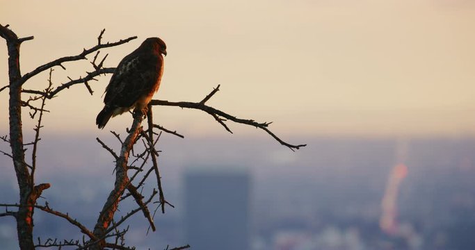 Red tailed hawk seen in Griffith Park, Los Angeles