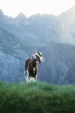 Goat grazing on meadow in Pyrenees mountains