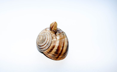 Snails isolated on white background.snail escargot helix