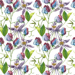 Seamless patterns. Watercolor set of Sweet Peas flowers and leaves, hand drawn floral illustration isolated on a white background. Collection garden and wild herb, flowers, branches. Botanical art.