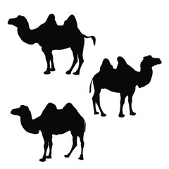 Three camel silhouette vector, black silhouette, isolated on white background