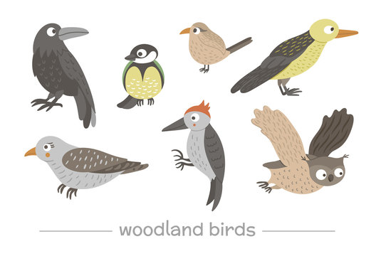 Vector set of cartoon style hand drawn flat funny cuckoos, woodpeckers, owls, raven, wren. Cute illustration of woodland birds for children’s design. .