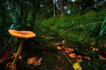 Herbst in der Marsch