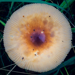 Herbst in der Marsch