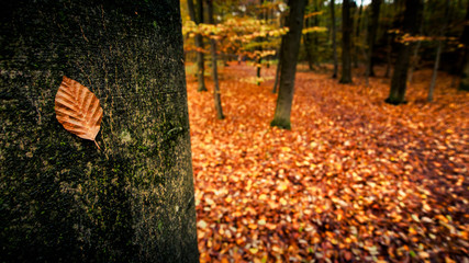Herbstlaub im Wald mit Blatt am Baum