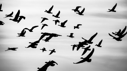 Gaense im Sonnenuntergang