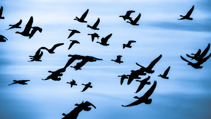 Gaense im Sonnenuntergang