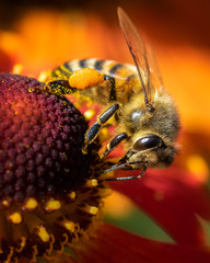 Extreme closeup of honeybee in red flower showing details of hair, eyes and pollen