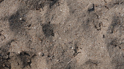 Texture of sand with shells on beach