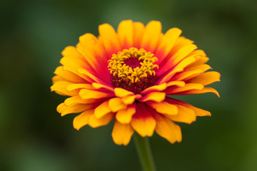 Red and yellow Common Zinnia closeup
