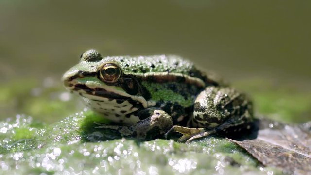 Green frog sitting on the rock and leaf, close-up