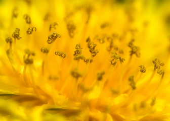 Dandelion bright yellow flower macro