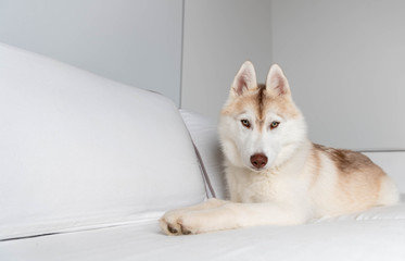 White And Copper Young Husky Puppy on White Sofa