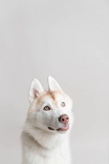 Beautiful Young White and Copper Husky Dog