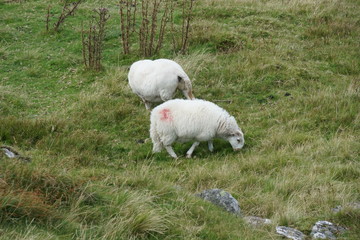Naklejka premium Sheep in a Field on a Mountain
