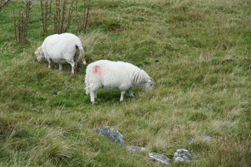 Obraz premium Sheep in a Field on a Mountain