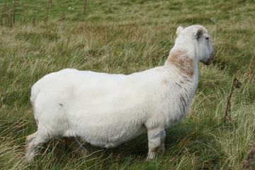 Fototapeta premium Sheep in a Field on a Mountain