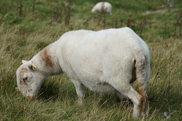 Naklejka na ściany i meble Sheep in a Field on a Mountain