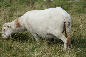 Obraz premium Owca na polu na górze