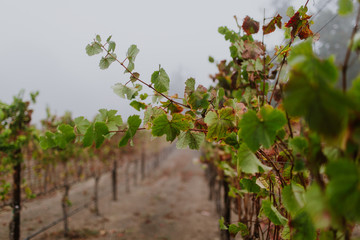 Fall colors, vineyard in mist and fog, closeup of vines with fruit
