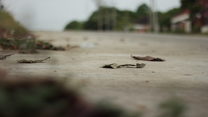 pigeons in flight