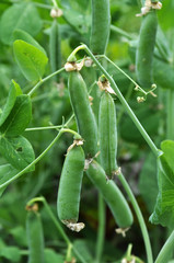 Peas ripen on a green bush