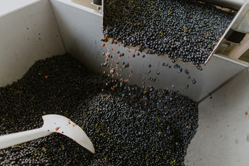 red grapes for wine coming out of automatic sorter