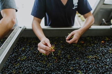 red grapes for wine being hand sorted for stems by female