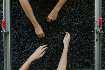 red grapes for wine being hand sorted for stems