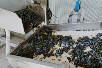 red grapes for wine coming out of automatic sorter
