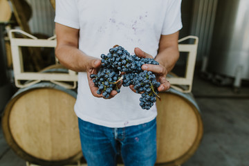 male hand holding grapes picked in vineyard, viticulture