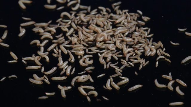 heap of fly larvae